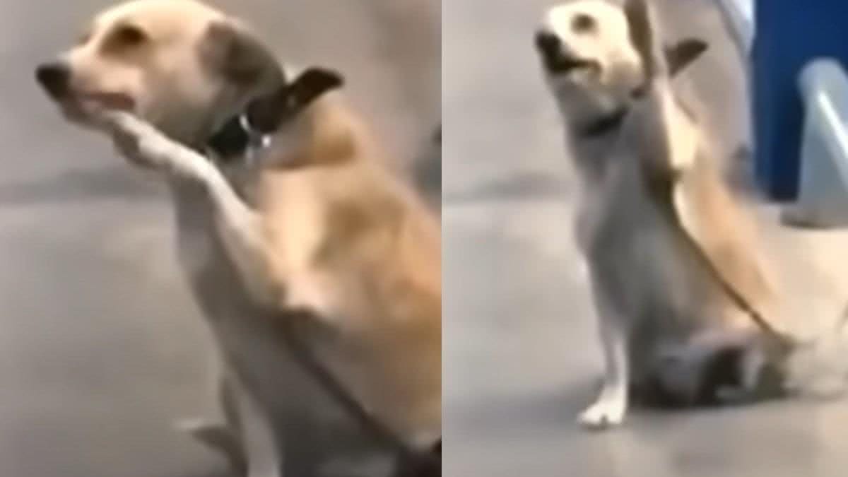 Uma cadela chamou atenção após um vídeo em que aparece cumprimentando as pessoas em supermercado - reprodução/YouTube