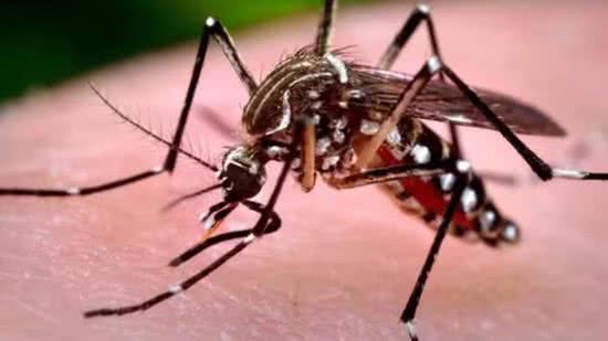 Brasil começa a testar a primeira vacina contra o vírus chikungunya no mundo - Reprodução/Jornal de Brasília