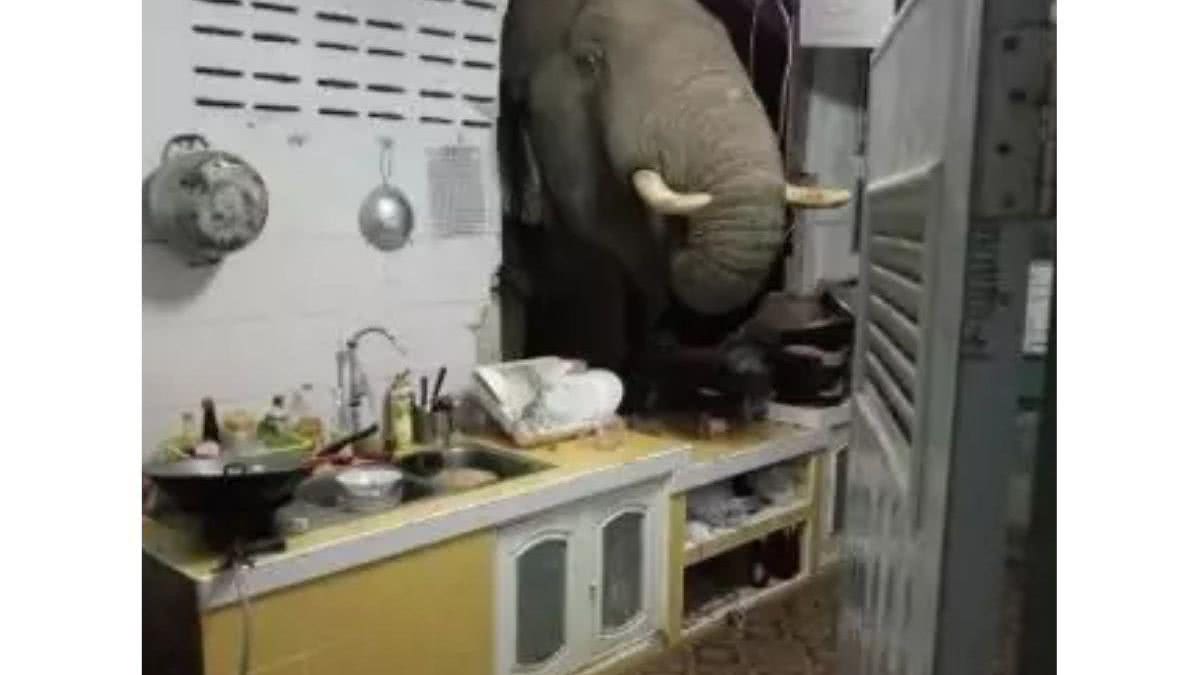 Visita surpresa! Elefante invade casa na Tailândia à procura de comida - Getty Images