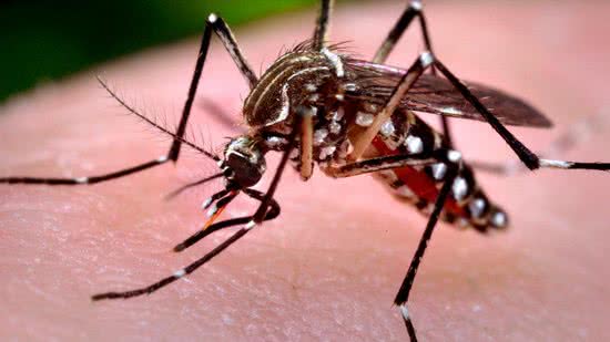 Casos de dengue aumentam 113% em relação ao ano passado - Ministério da Saúde