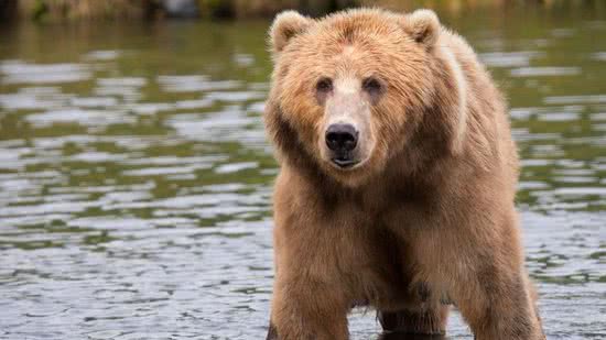 Imagem Três filhotes da ursa que matou homem podem ficar órfãos se mãe for condenada à morte na Itália