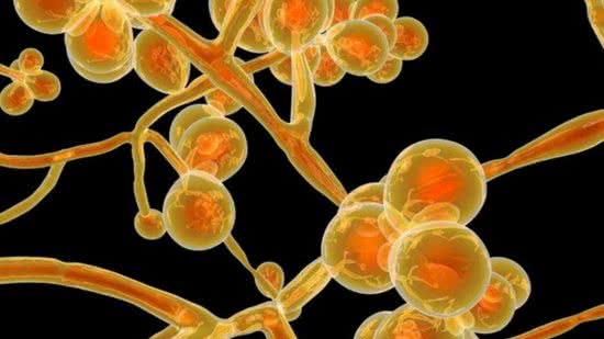 O fungo é letal e resistente a medicamentos - Reprodução/ BBC