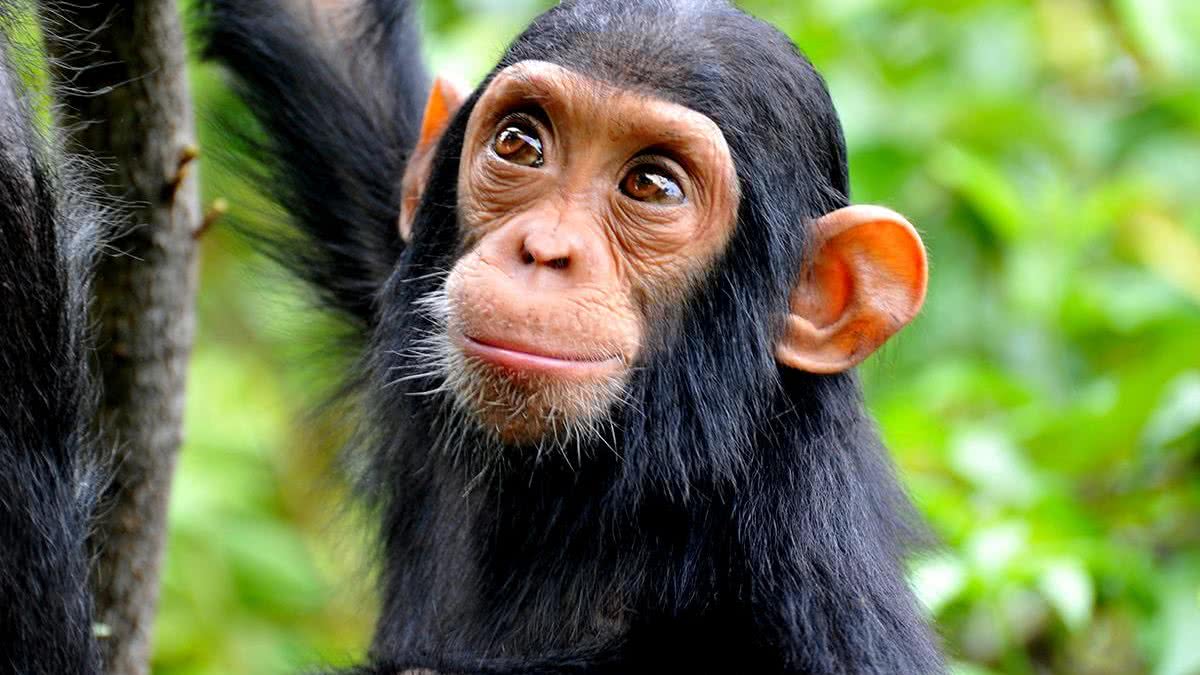 Macaco mata criança de 4 meses com pedra dentro de casa / Imagem ilustrativa - Getty Images