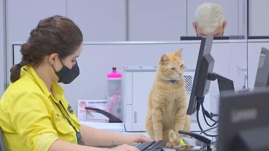 Gato se torna funcionário do Poupatempo - Reprodução/ Instagram