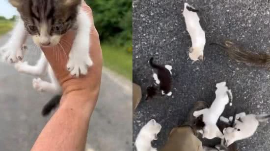 Homem resgata um gato e de presente ganha mais 12 felinos - Reprodução/Instagram