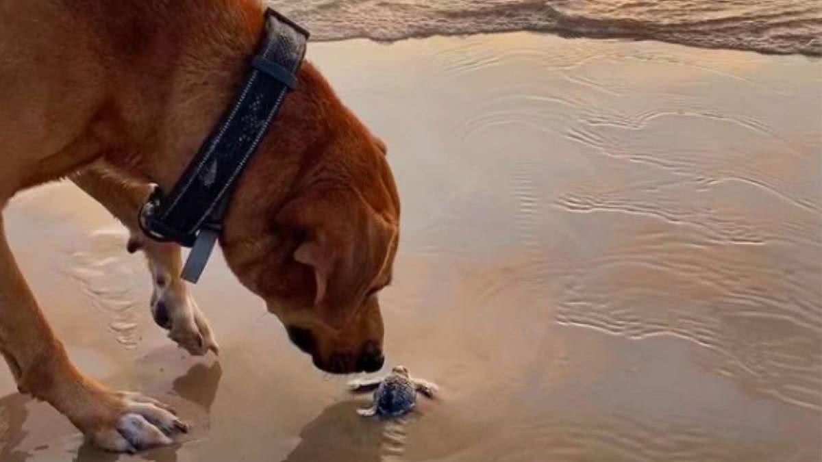 Cachorro ajuda tartarugas chegarem ao mar - Reprodução / Instagram / @solovino_dog