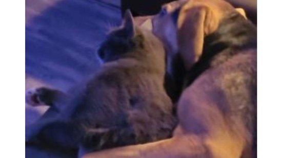 Cachorro e gato convencem fãs de que são um ‘casal de humanos reencarnado’ - reprodução Mirror / TikTok