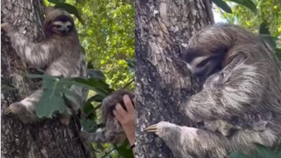 Vídeo de reencontro de mãe e filha de bicho-preguiça emociona internet - Reprodução/Youtube