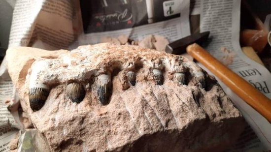 Fósses de dinssauros encontrados em SP - Reprodução/ Divulgação