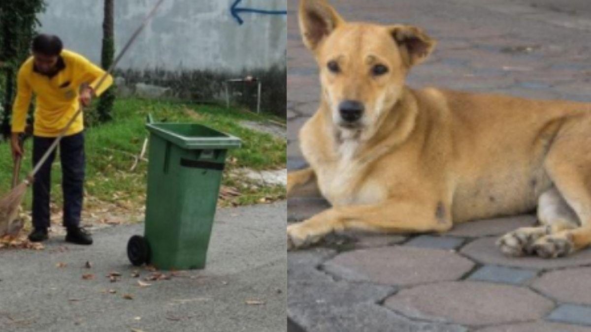 Cachorros de rua protegem Gari - Reprodução / Jagdeep
