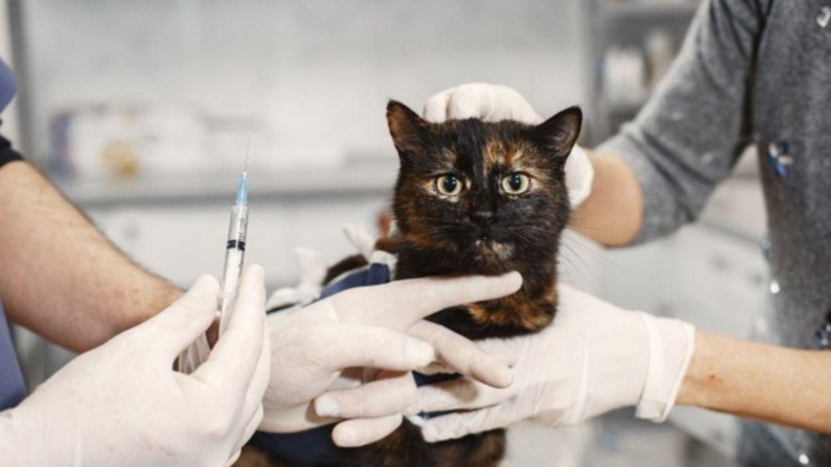 Rússia faz vacina anticovi para animais - Freepik