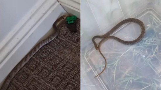 A mãe capturou e libertou uma serpente venenosa escondida no brinquedo do filho - Reprodução/ TikTok/ MOISTZEBRA_