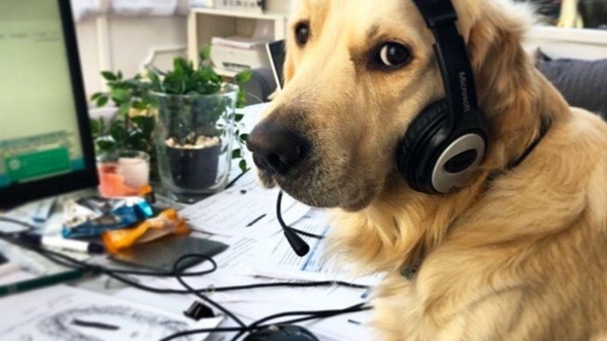 Imagem Fotógrafo faz cães trabalharem de home office e o resultado é hilário