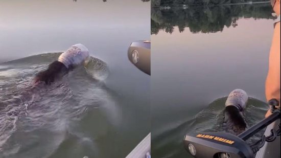 Família salva urso que estava nadando com galão de plástico preso à cabeça (Foto: reprodução 