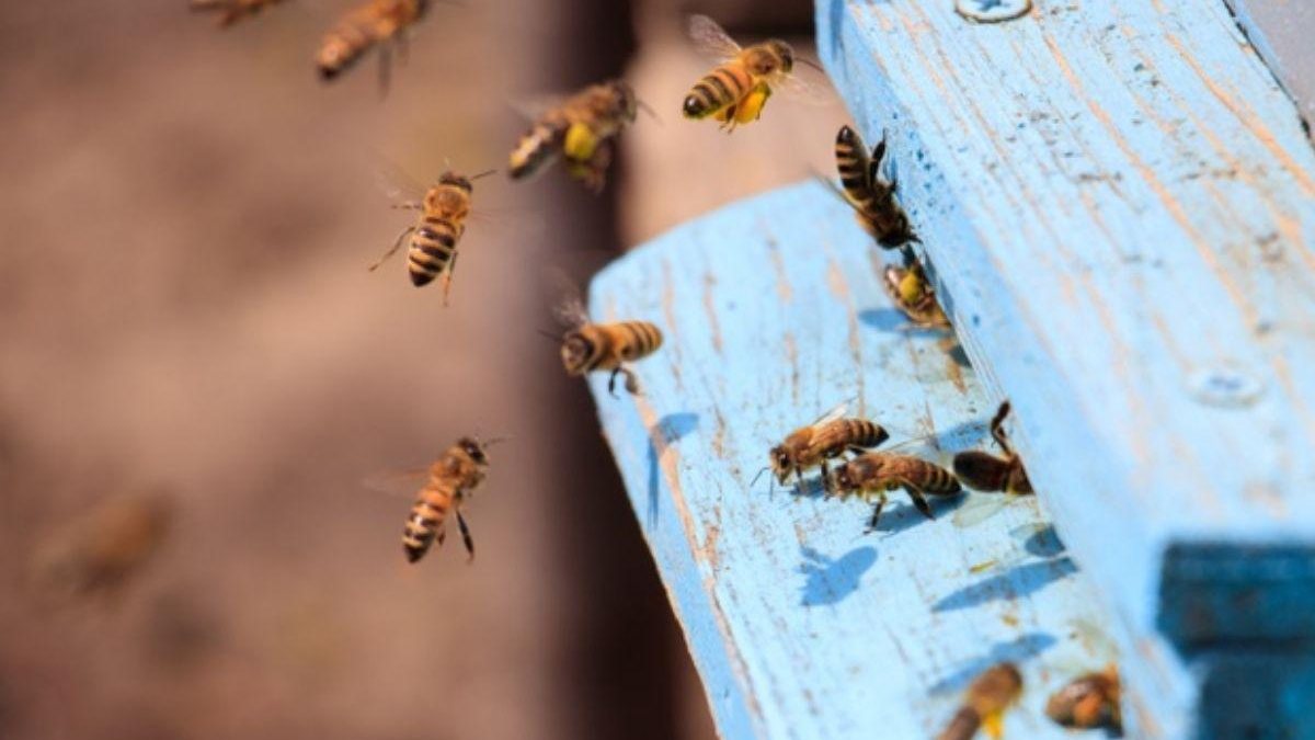 Mãe e filha são atacadas por um enxame de abelhas - Corpo de Bombeiros/ Divulgação