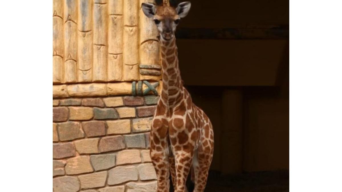 É recomendado que as girafas permaneçam junto com seus filhotes após o nascimento para auxiliar no desenvolvimento do bebê - Reprodução G1/ Luiz Souza NSC TV