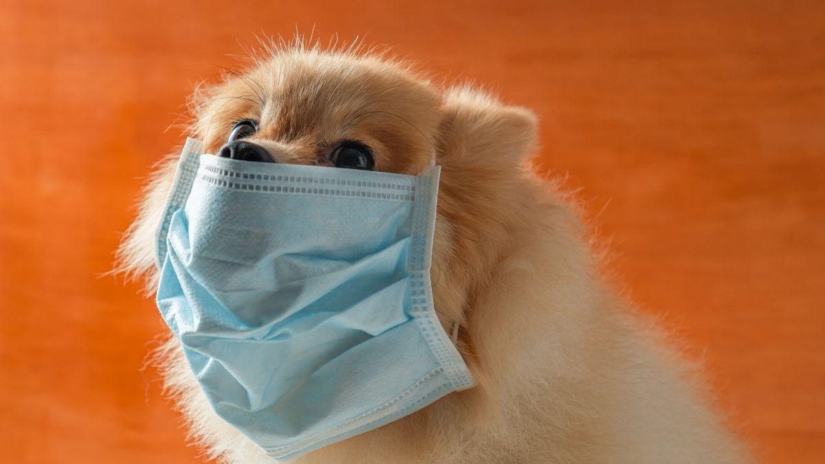 Cachorro pode pegar coronavírus? - Getty Images