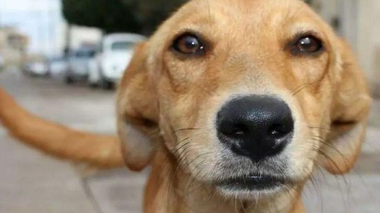 Vira-lata é o cachorro mais popular do Brasil, segundo pesquisa - Freepick
