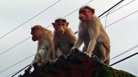 Gangue de macacos perseguiu menino no telhado de casa - Reprodução / DOL