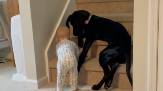 Mãe mostra cadela protegendo bebê de 11 meses de subir as escadas sozinho - Reprodução/ TikTok @hsearfoss