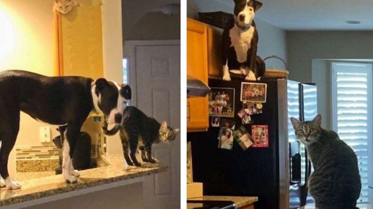 Pit bull é adotado por família que tem gatos e passa a agir como um - reprodução Instagram
