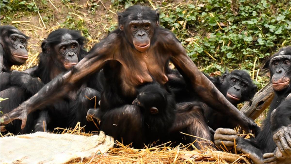 Mãe bonobo carregando seu filhote - Getty Images