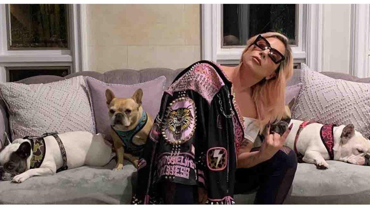 Lady Gaga oferece R$ 2,7 milhões por cachorros roubados - Reprodução/ Instagram