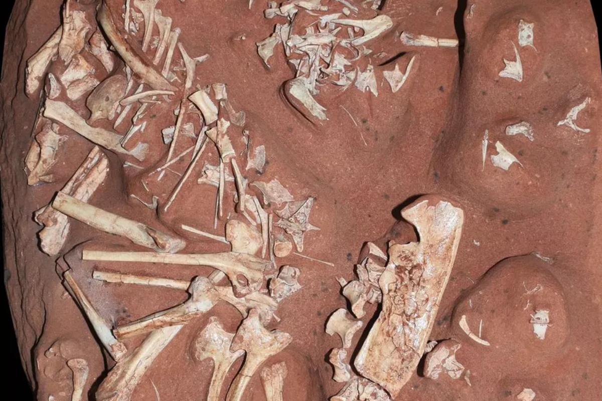 O animal pré-histórico tem o fóssil mais completo de um dinossauro do período cretáceo no Brasil já encontrado