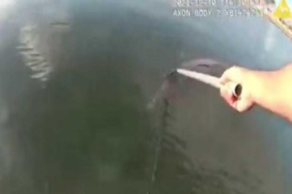 Nelson Silva precisou desligar o barco para não asssutar o golfinho no meio do resgate