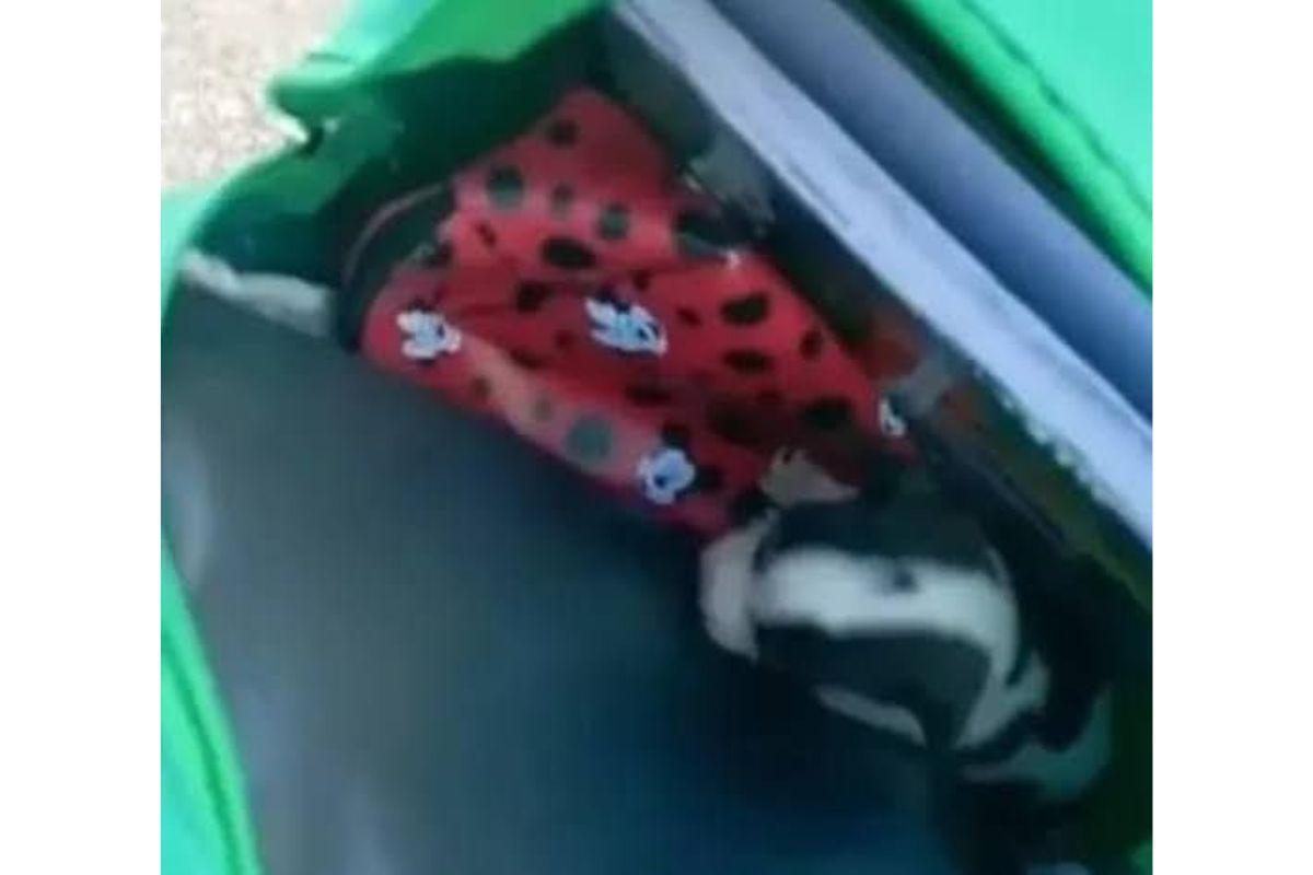 A garota escondeu o cachorro de 30 dias na mochila 