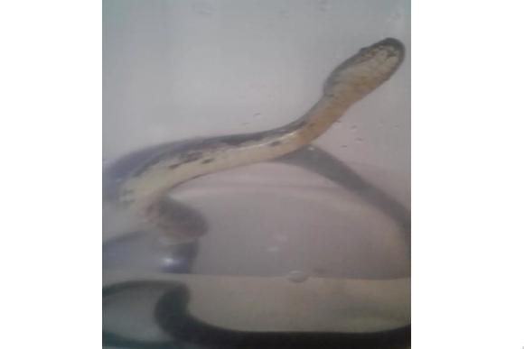 Cobra de quase um metro retirado da casa de Alyadine (Foto: Alyadine Rodegheri/Reprodução)