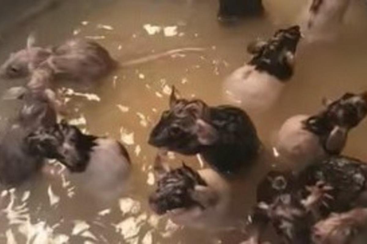 Mulher cria 50 ratos dentro de casa e dá banho neles na pia da cozinha