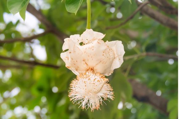 white-baobab-flower-rainy-season-picture-id488794624