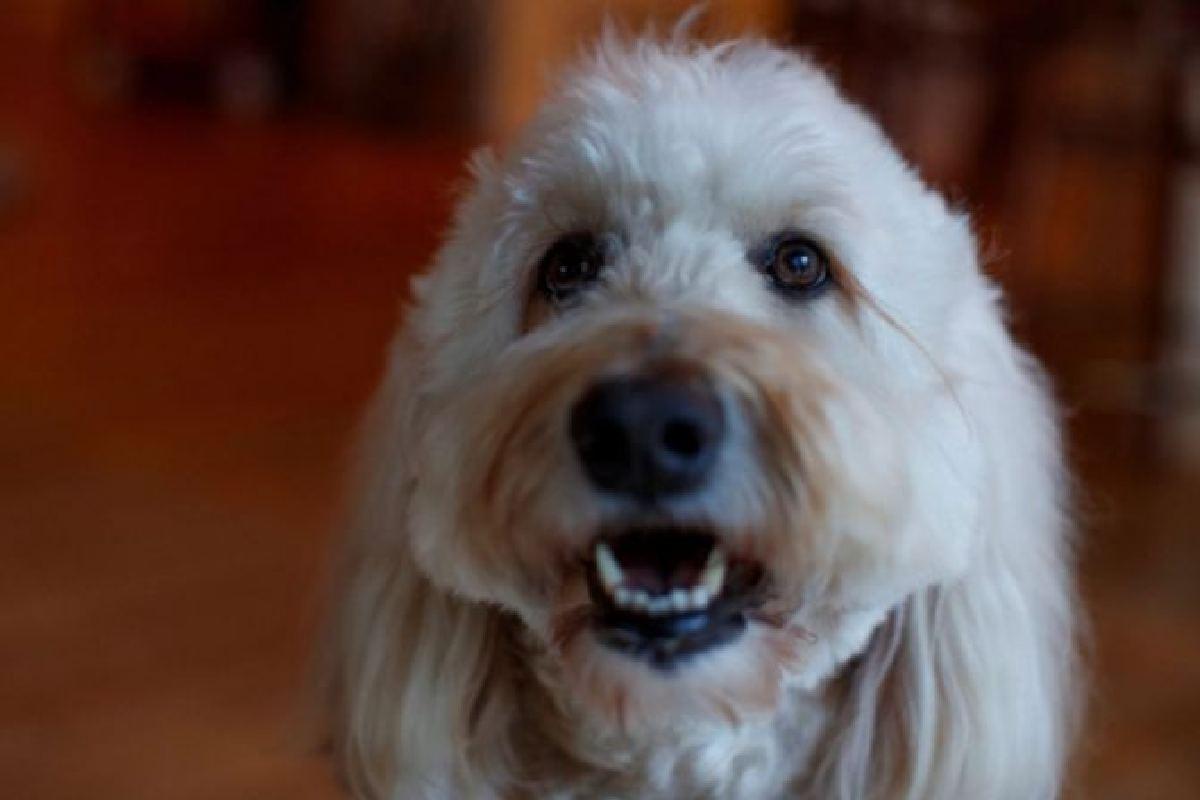Ollie é um dos cães que ajudam na vacinação de crianças