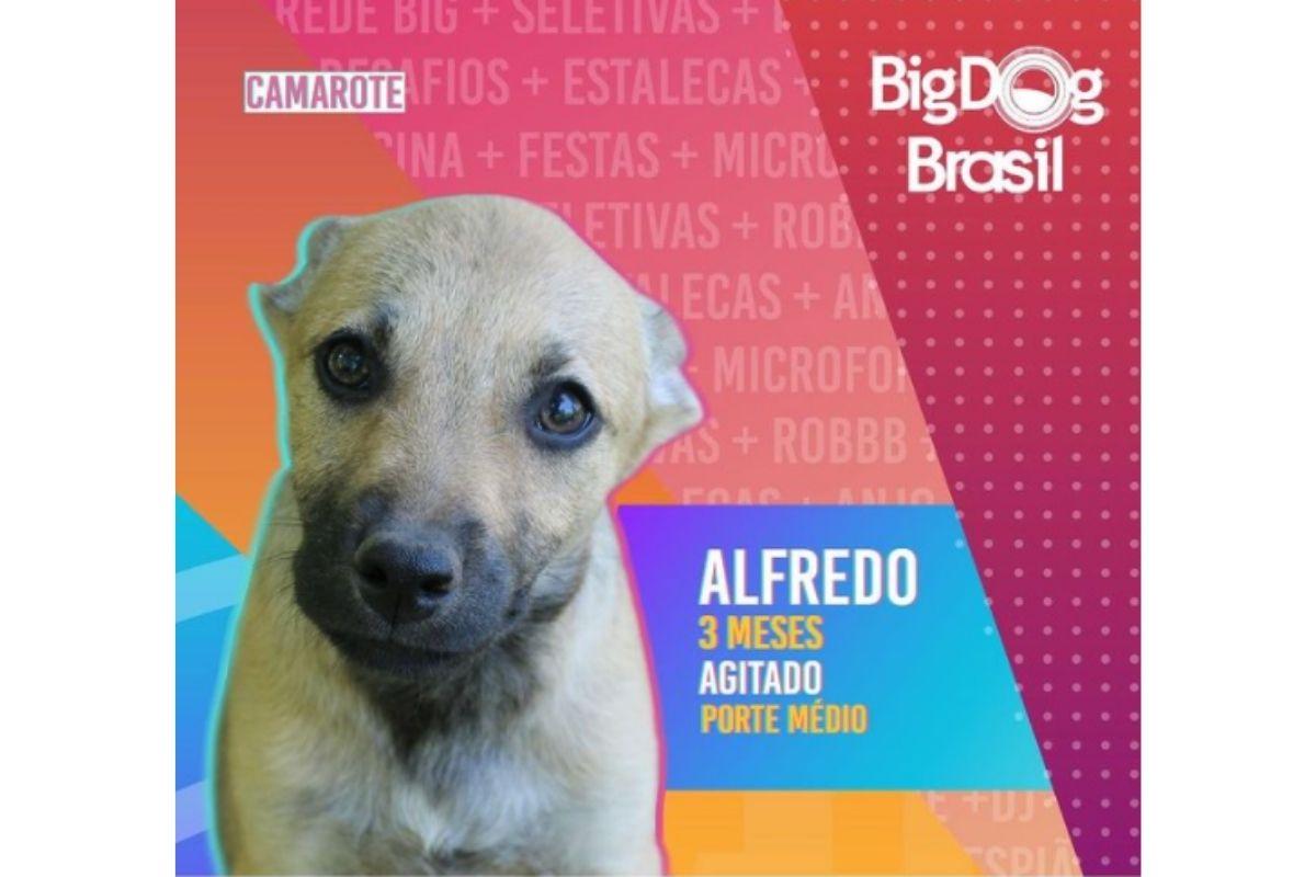 Big Dog Brasil 