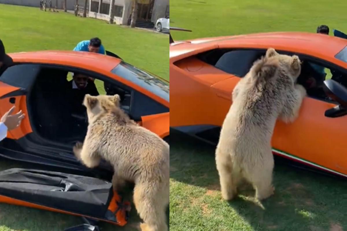 Um urso quebrou um carro do homem mais rico de Dubai ao tentar comer uma maçã