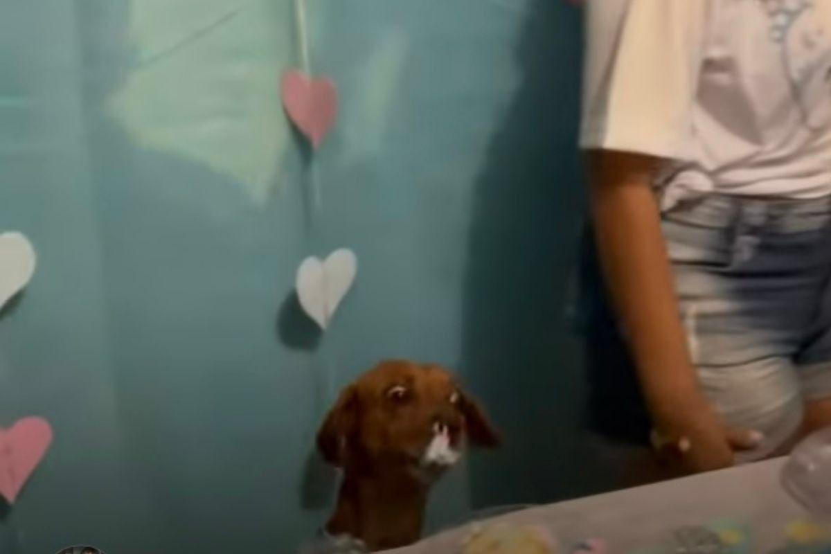 Cachorro viraliza na internet após abocanhar bolo de chá revelação