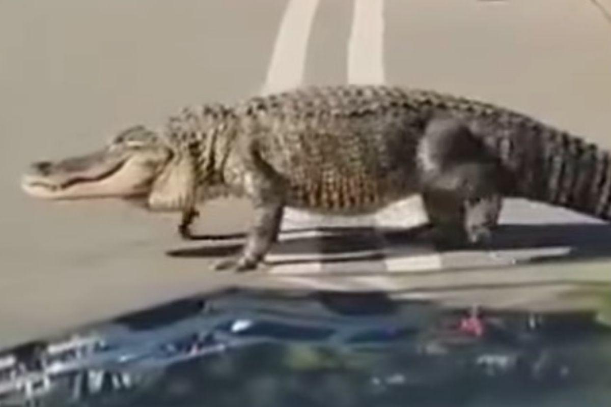 Os aligátores foram vistos caminhando nas ruas da Flórida 