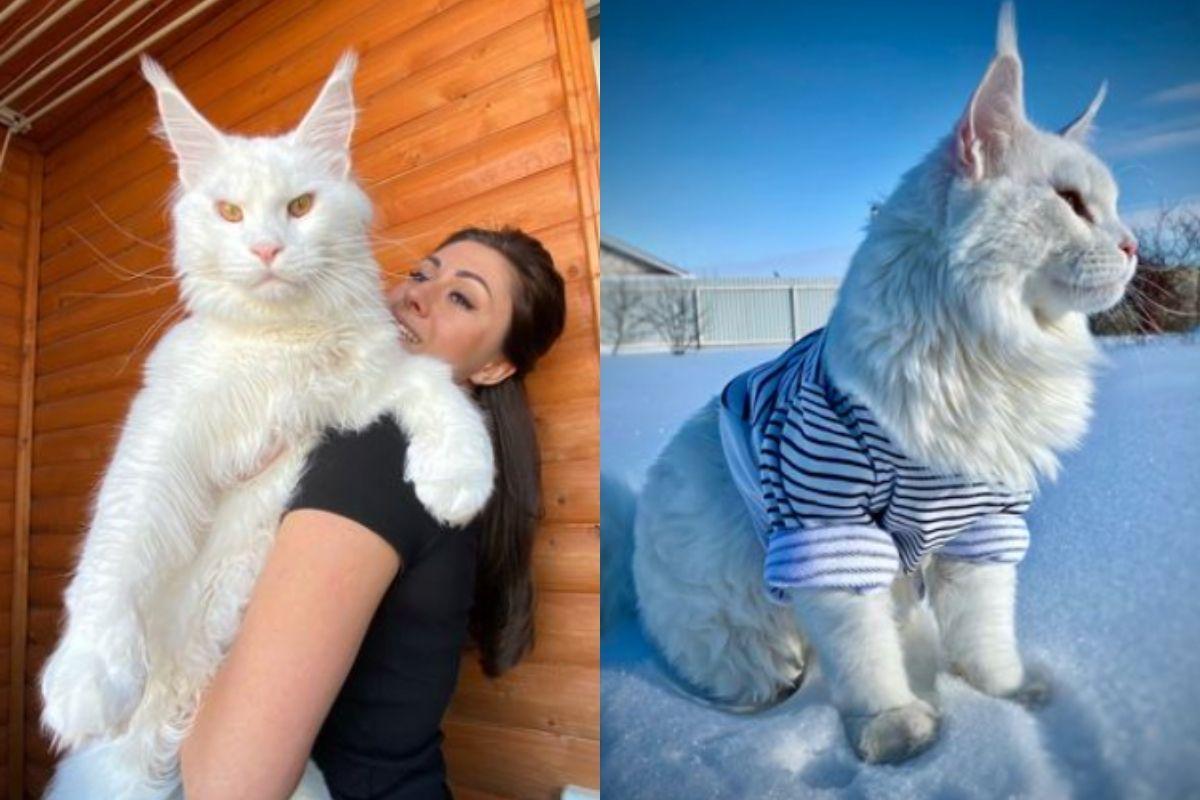 Gato gigante viraliza na internet