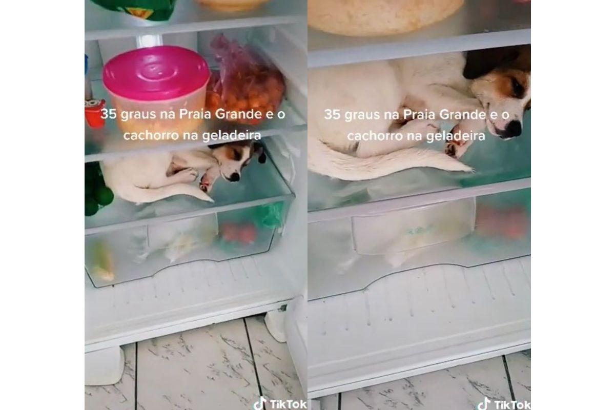 A cachorra se escondeu dentro da geladeira para fugir do calor