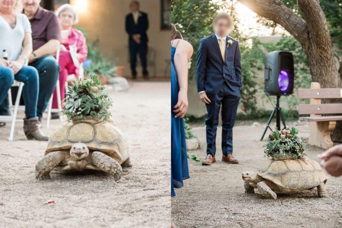 A tartaruga demorou cerca de 3 minutos para levar as alianças até o altar