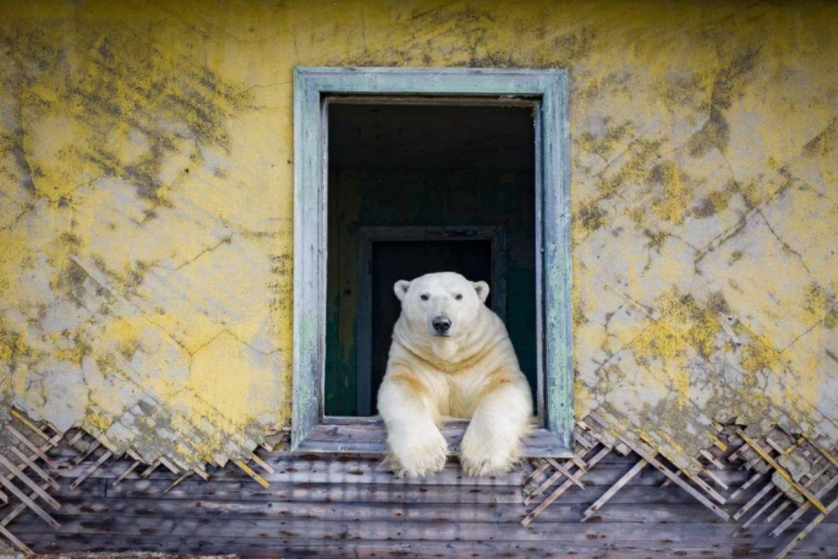 Ursos polares invadem estação meteorológica na Rússia