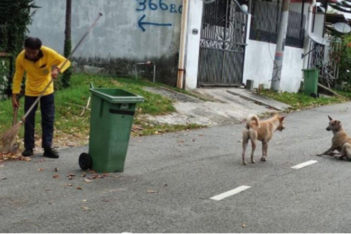 Cachorros de rua protegem Gari