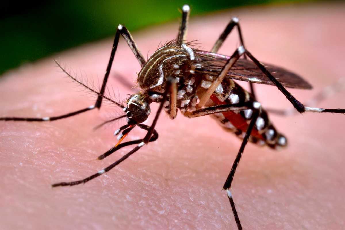 A cepa mais transmissível da dengue foi detectada pela primeira vez no Brasil, em um homem de 57 anos 