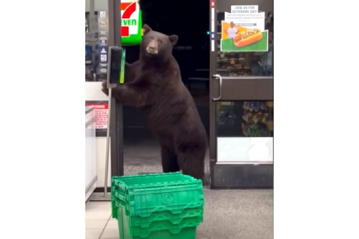 Um urso fez sucesso nas redes sociais ao aparecer passando álcool gel dentro de uma loja