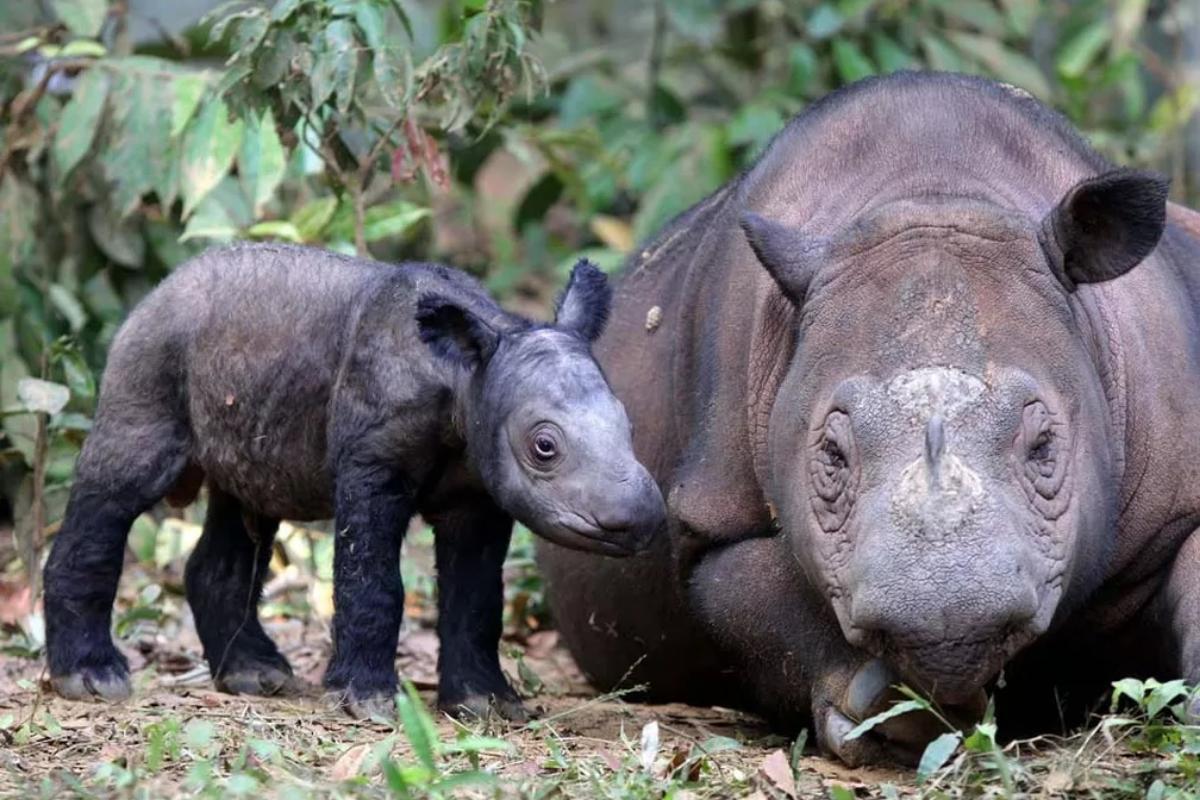 Rinoceronte com sua filha