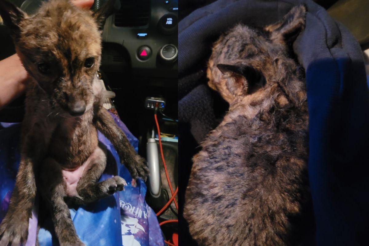 Mulher estadunidense encontra animal inusitado perdido na estrada