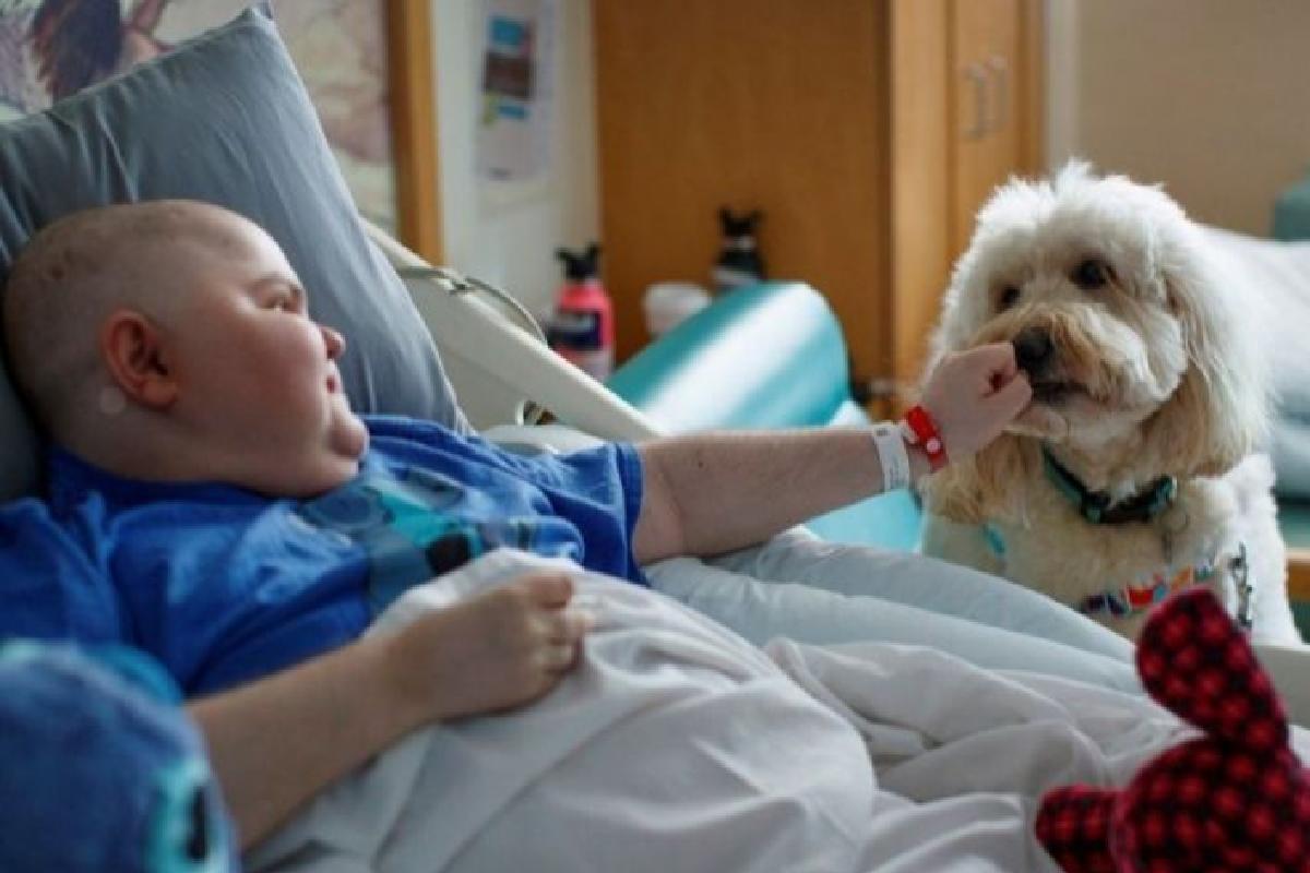 Os cachorros ajudam a manter a criança calma e tranquila no Hospital 