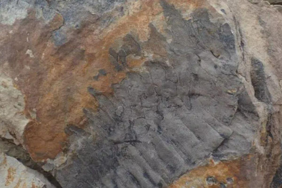 Fóssil de maior inseto do mundo é encontrado 