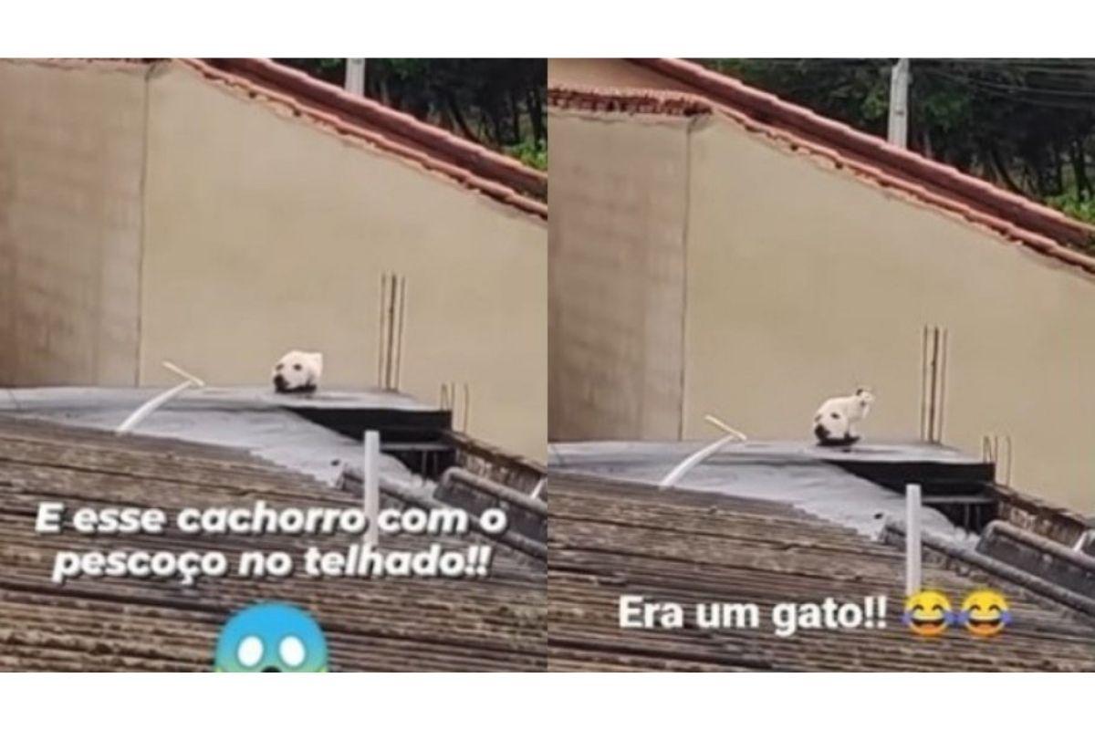 Cachorro ou gato? Animal em cima de telhado prega peça em internauta e viraliza